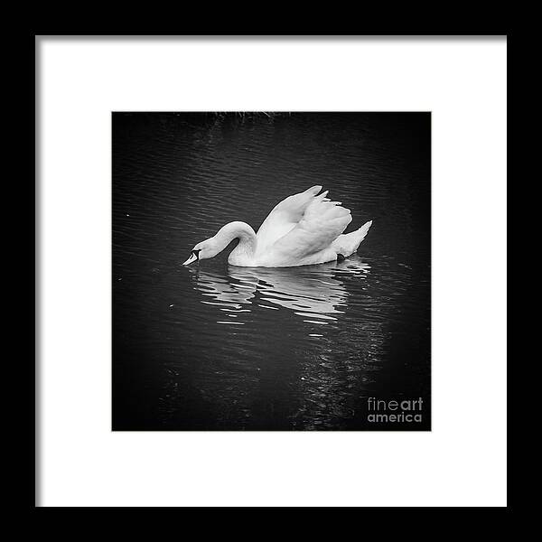 D90 Framed Print featuring the photograph Swan by Mariusz Talarek