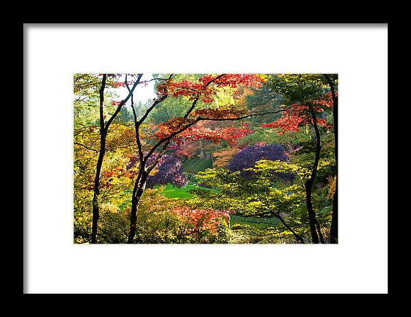Photography Framed Print featuring the photograph Trees In A Garden, Butchart Gardens #5 by Panoramic Images