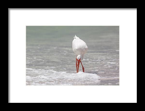 Naples Framed Print featuring the photograph White Ibis by Peter Lakomy