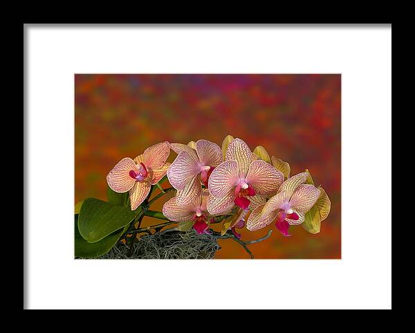 Flora Framed Print featuring the photograph 4117 by Peter Holme III