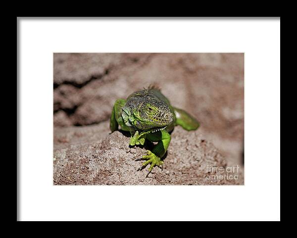 Green Iguana Framed Print featuring the photograph 52- Green Iguana by Joseph Keane