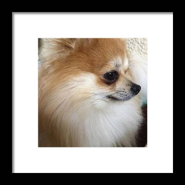  Framed Print featuring the photograph Instagram Photo #521458807491 by Zeus Pom