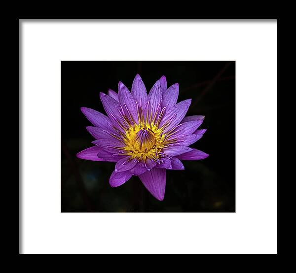 Water Lily Framed Print featuring the photograph Water Lily #53 by Robert Ullmann