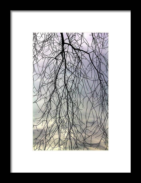 Winter Trees And Clouds Framed Print featuring the photograph Winter Trees and Clouds #54 by Robert Ullmann