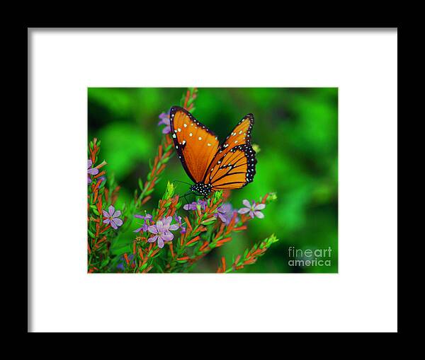 Viceroy Butterfly Framed Print featuring the photograph 56- Viceroy Butterfly by Joseph Keane