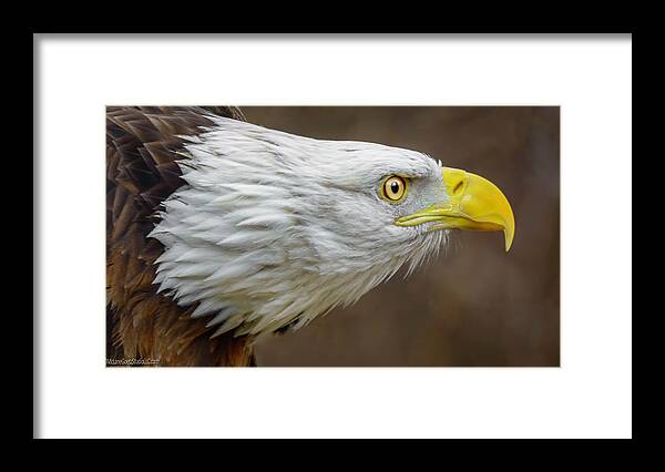 Eagle Framed Print featuring the photograph American Bald Eagle #6 by LeeAnn McLaneGoetz McLaneGoetzStudioLLCcom
