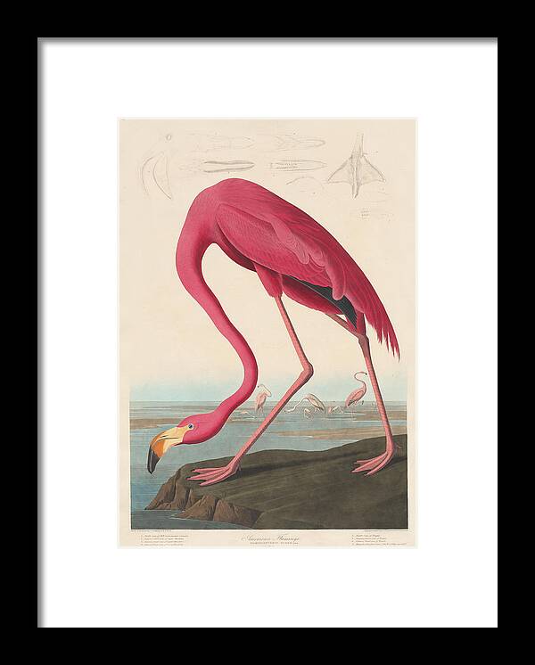 John James Audubon Framed Print featuring the painting American Flamingo by John James Audubon