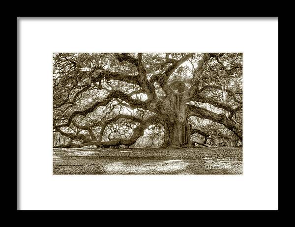 Live Oak Framed Print featuring the photograph Angel Oak Live Oak Tree by Dustin K Ryan
