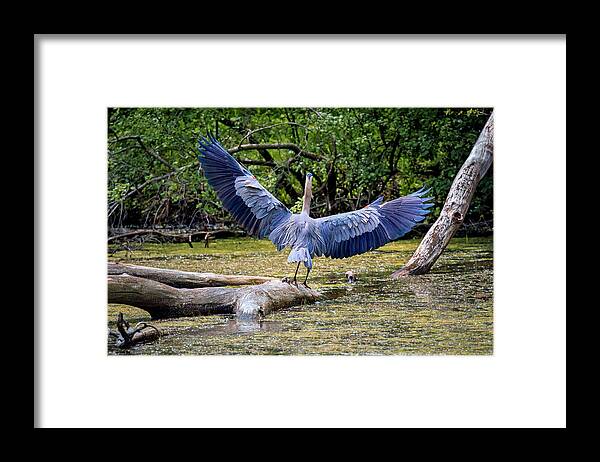 Animal Framed Print featuring the photograph Blue Heron by Peter Lakomy