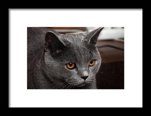 Adorable Framed Print featuring the photograph British cat #6 by Boyan Dimitrov