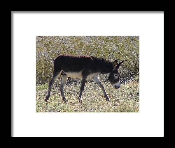 Burro Framed Print featuring the photograph Brown Burro by Carl Moore