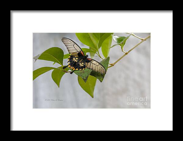 Butterfly Wonderland Framed Print featuring the photograph Butterfly #1 by Richard J Thompson
