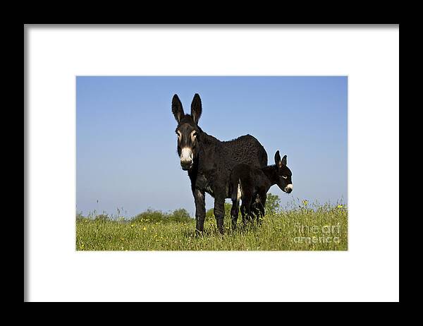 Grand Noir Du Berry Framed Print featuring the photograph Donkey And Foal #6 by Jean-Louis Klein & Marie-Luce Hubert