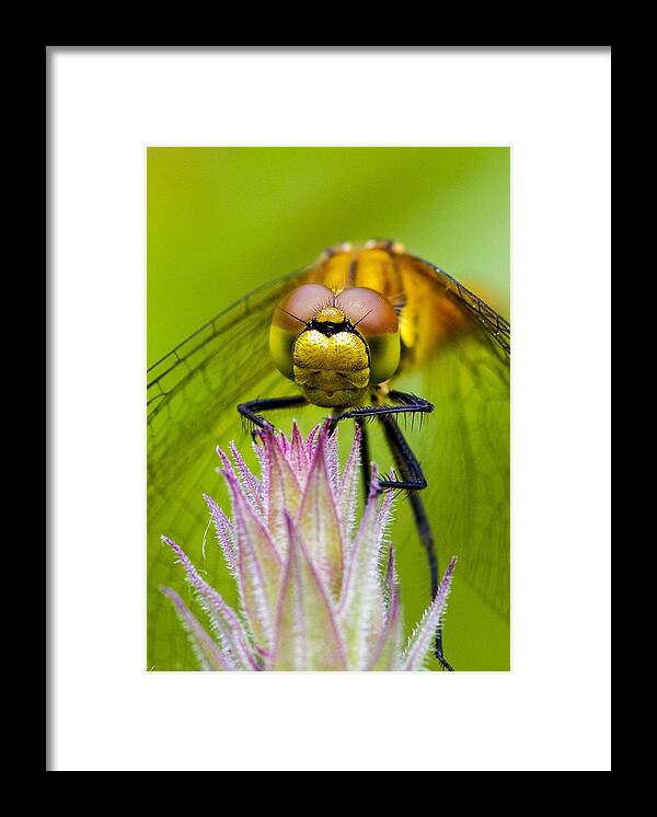 Dragonfly Framed Print featuring the photograph Dragonfly #6 by Chris Smith