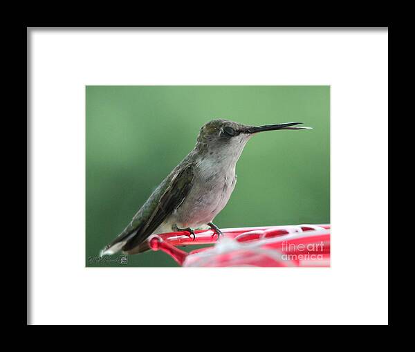 Mccombie Framed Print featuring the photograph Female Ruby-Throated Hummingbird #6 by J McCombie
