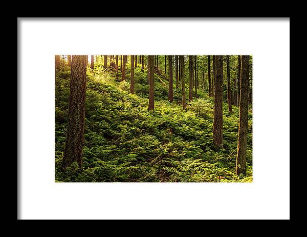 Forest Framed Print featuring the photograph Forest #6 by Elmer Jensen