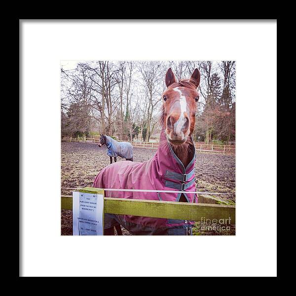D90 Framed Print featuring the photograph Horse by Mariusz Talarek