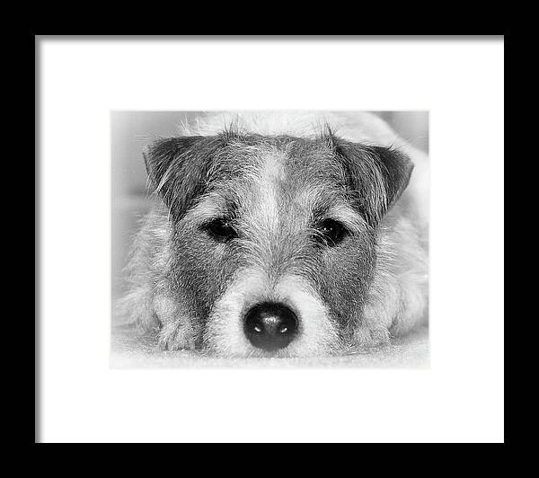 Dog Framed Print featuring the photograph Parson Russell Terrier #6 by Don Siebel