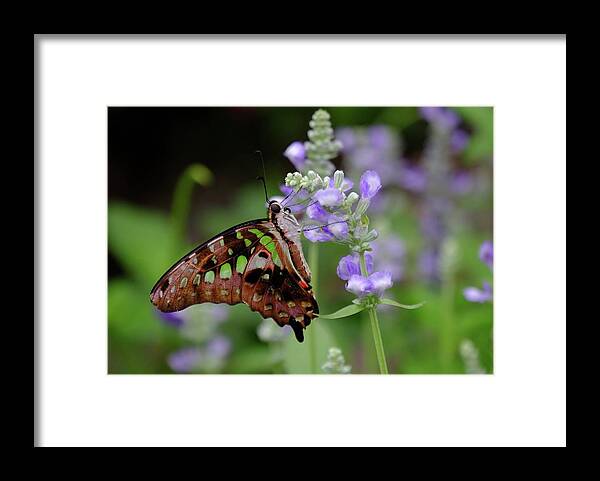 Butterfly Framed Print featuring the photograph Tailed Jay #4 by Ronda Ryan