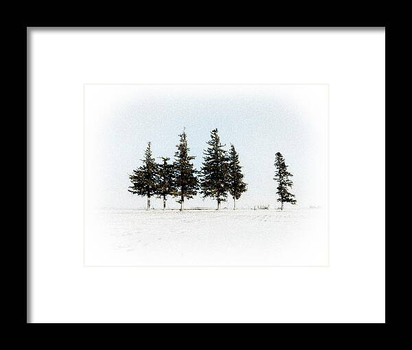 Pine Framed Print featuring the photograph 6 Trees by Troy Stapek