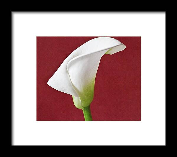 Calla Framed Print featuring the photograph White Calla #7 by Heiko Koehrer-Wagner