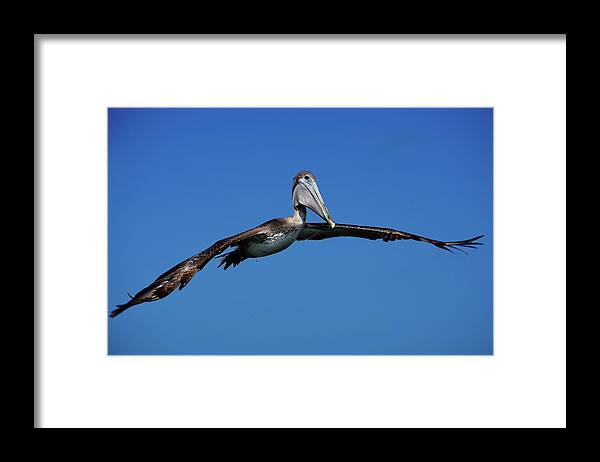 Birds Framed Print featuring the photograph Wildlife in Mexico #4 by Robert Grac