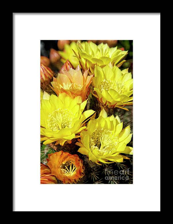 Flower Framed Print featuring the photograph Yellow cactus flowers #6 by Jim And Emily Bush