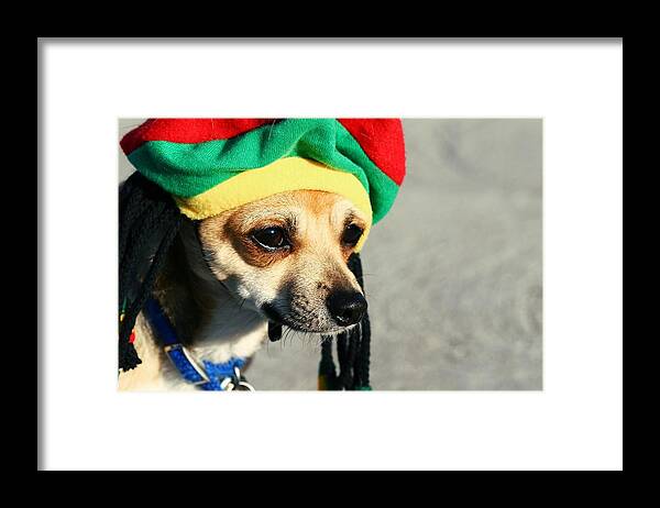 Dog Framed Print featuring the photograph Dog #60 by Jackie Russo