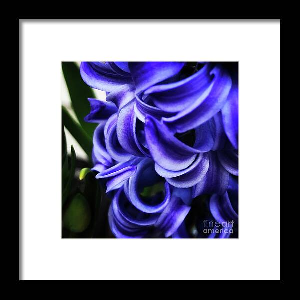 Hyacinth Framed Print featuring the photograph Flowers by Deena Withycombe