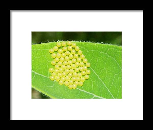 Nature Framed Print featuring the photograph 67 Perfect Eggs by Peggy King