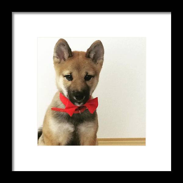 Shiba Framed Print featuring the photograph ちな今朝の#こんべめし #69 by Oira Tra