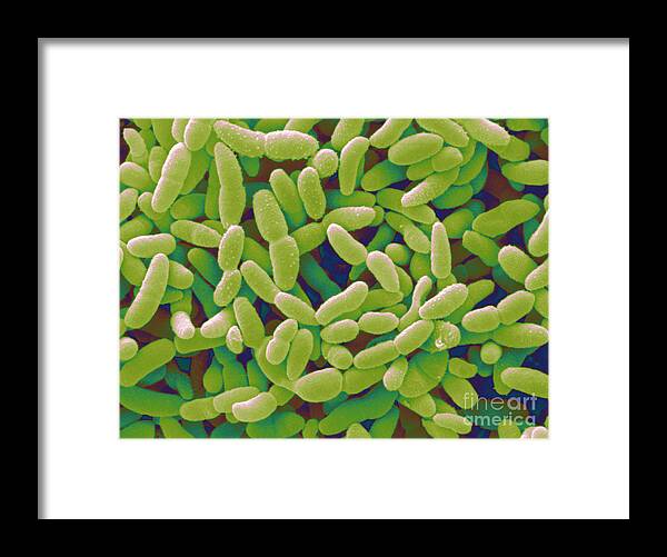 Acetobacter Framed Print featuring the photograph Acetobacter Aceti Bacteria #7 by Scimat