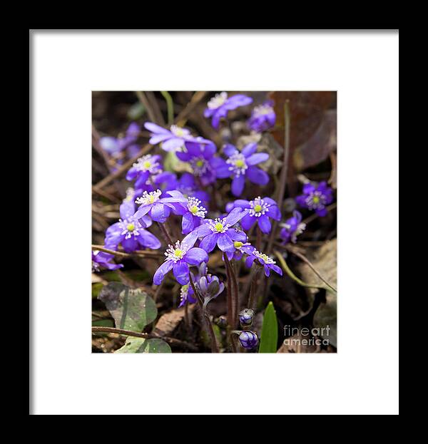 Hepatica Framed Print featuring the photograph First spring flowers #7 by Irina Afonskaya