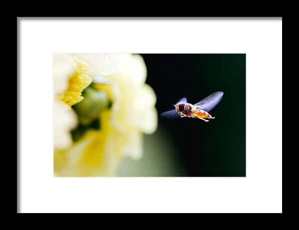 Insect Framed Print featuring the digital art Insect #7 by Maye Loeser