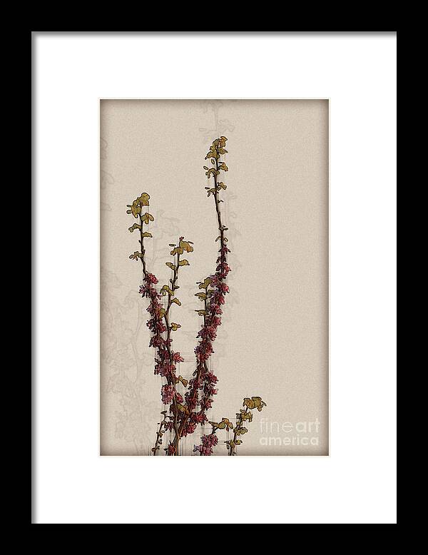 Judas Framed Print featuring the photograph Judas Tree Cercis siliquastrum #7 by Humourous Quotes