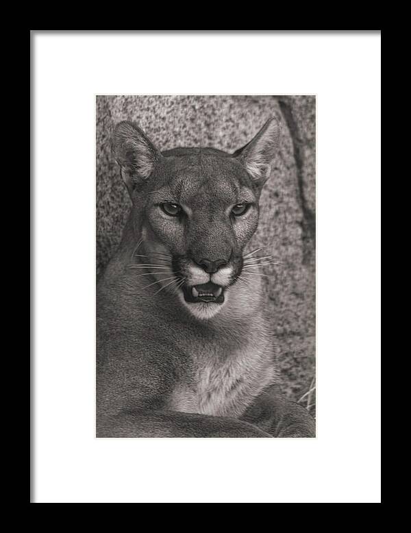 Animal Framed Print featuring the photograph Mountain Lion #7 by Brian Cross