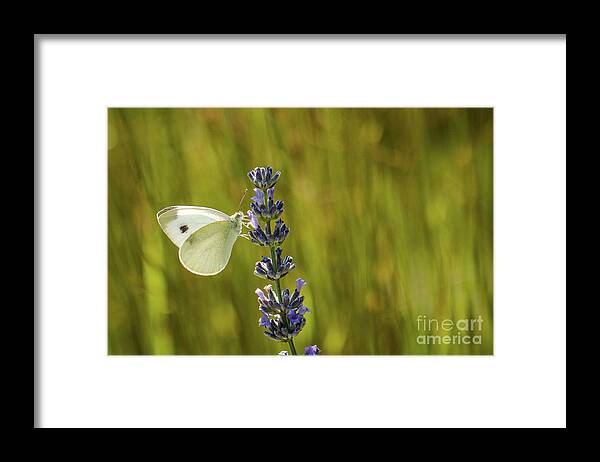 Animal Framed Print featuring the photograph Pieris brassicae, the large white, also called cabbage butterfly #7 by Amanda Mohler