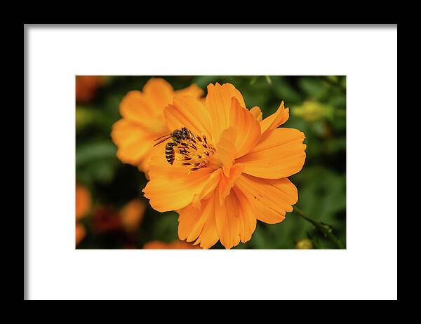 Bee Framed Print featuring the photograph Pollination #7 by SAURAVphoto Online Store