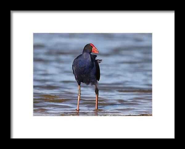 Water Bird Framed Print featuring the photograph Purple swamphen #7 by Masami Iida