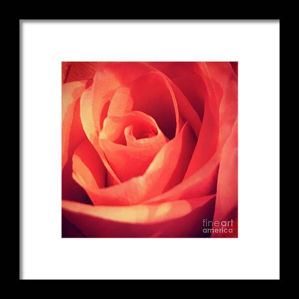 Rose Framed Print featuring the photograph Rose by Deena Withycombe