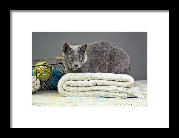 Purebred Framed Print featuring the photograph Russian Blue #7 by Nailia Schwarz