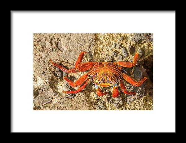 Galapagos Islands Framed Print featuring the photograph Sally Lightfoot crab on Galapagos Islands #7 by Marek Poplawski