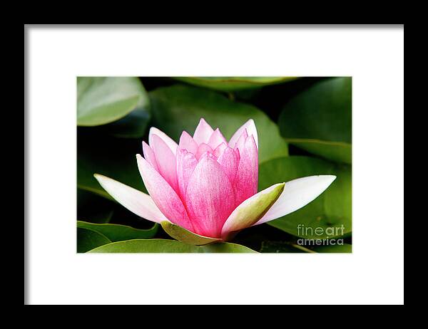 Lily Framed Print featuring the photograph Waterlily #7 by Michal Boubin