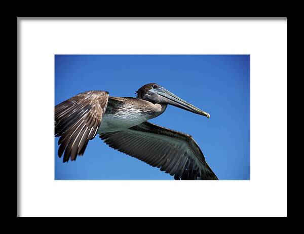 Animals Framed Print featuring the photograph Wildlife in Mexico #7 by Robert Grac