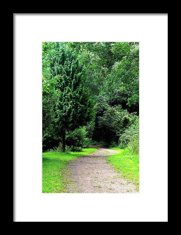 Adventure Framed Print featuring the photograph Woodland path #7 by Tom Gowanlock
