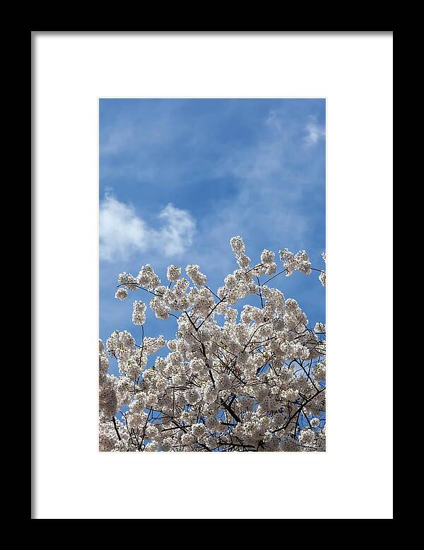 Cherry Blossoms Framed Print featuring the photograph Cherry Trees #70 by Robert Ullmann