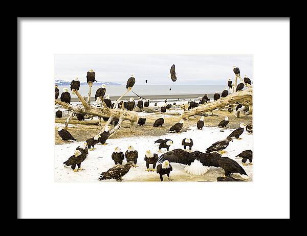 Bird Framed Print featuring the photograph Bird #72 by Jackie Russo