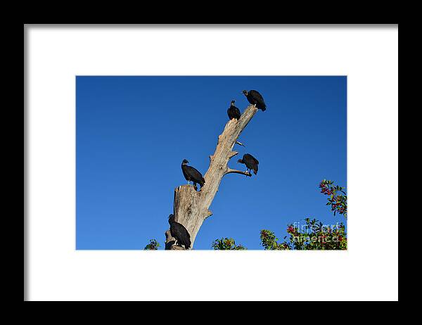 Black Vultures Framed Print featuring the photograph 72- Black Vultures by Joseph Keane