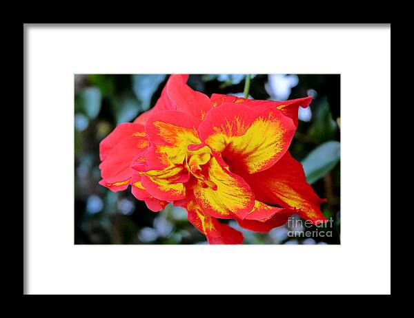  Hibiscus Framed Print featuring the photograph 76- Painted Hibiscus by Joseph Keane