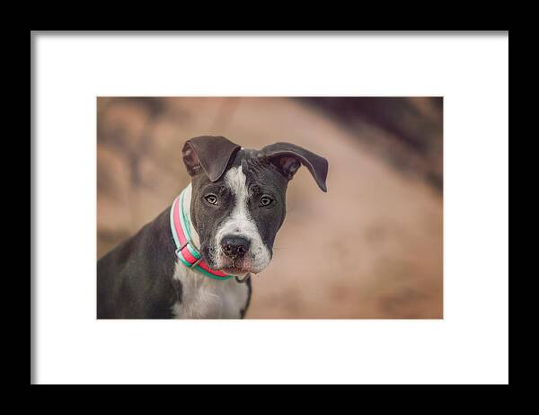 Adorable Framed Print featuring the photograph American Pitbull #8 by Peter Lakomy